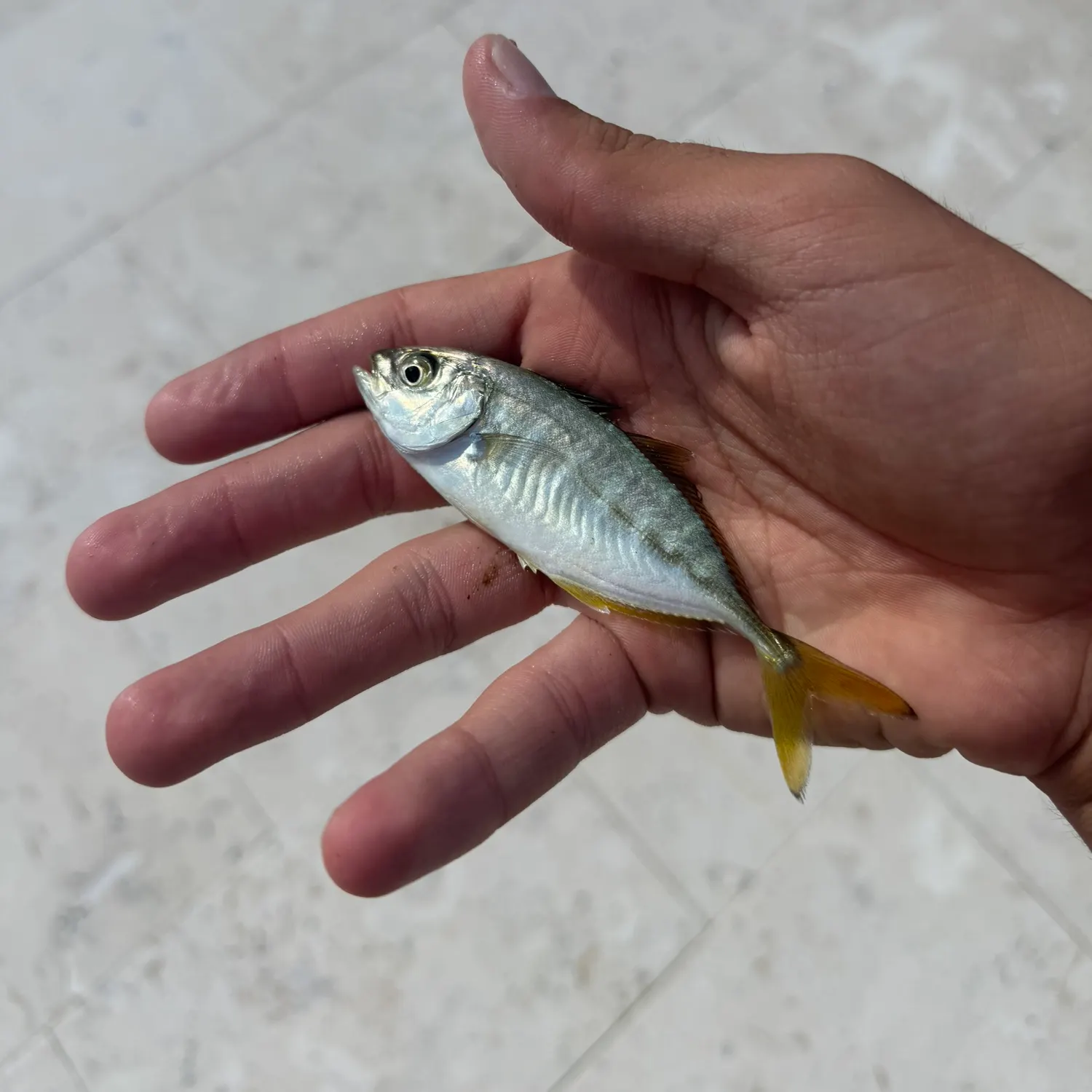 The most recent Blue runner catches on Fishbrain