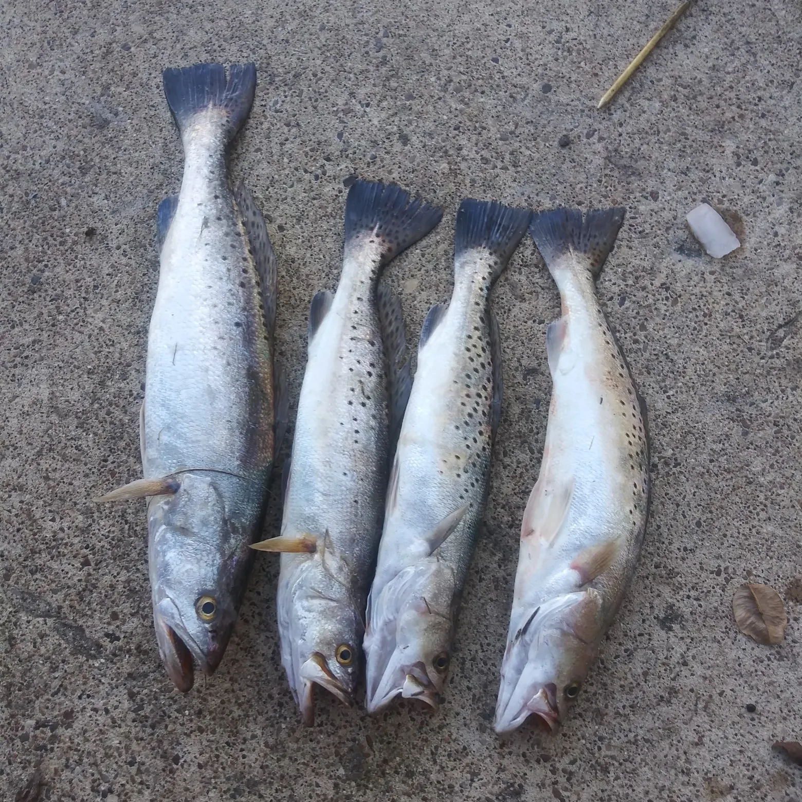 recently logged catches