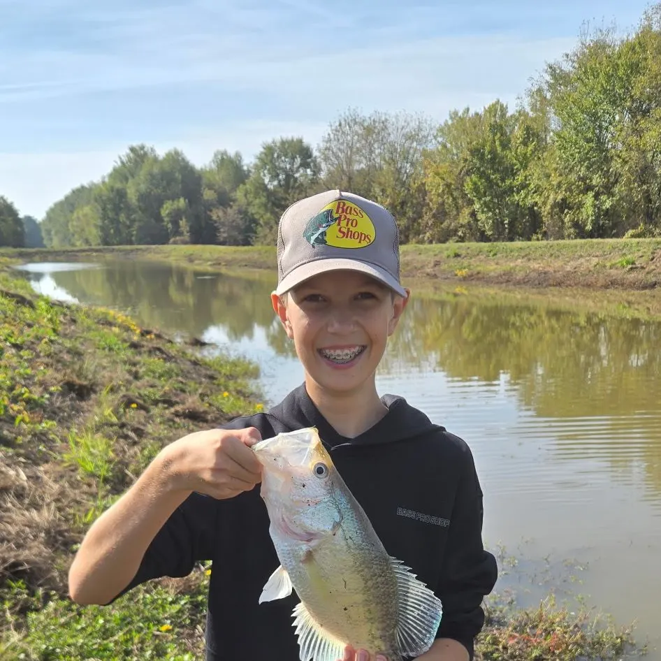 White crappie caught on Fishbrain