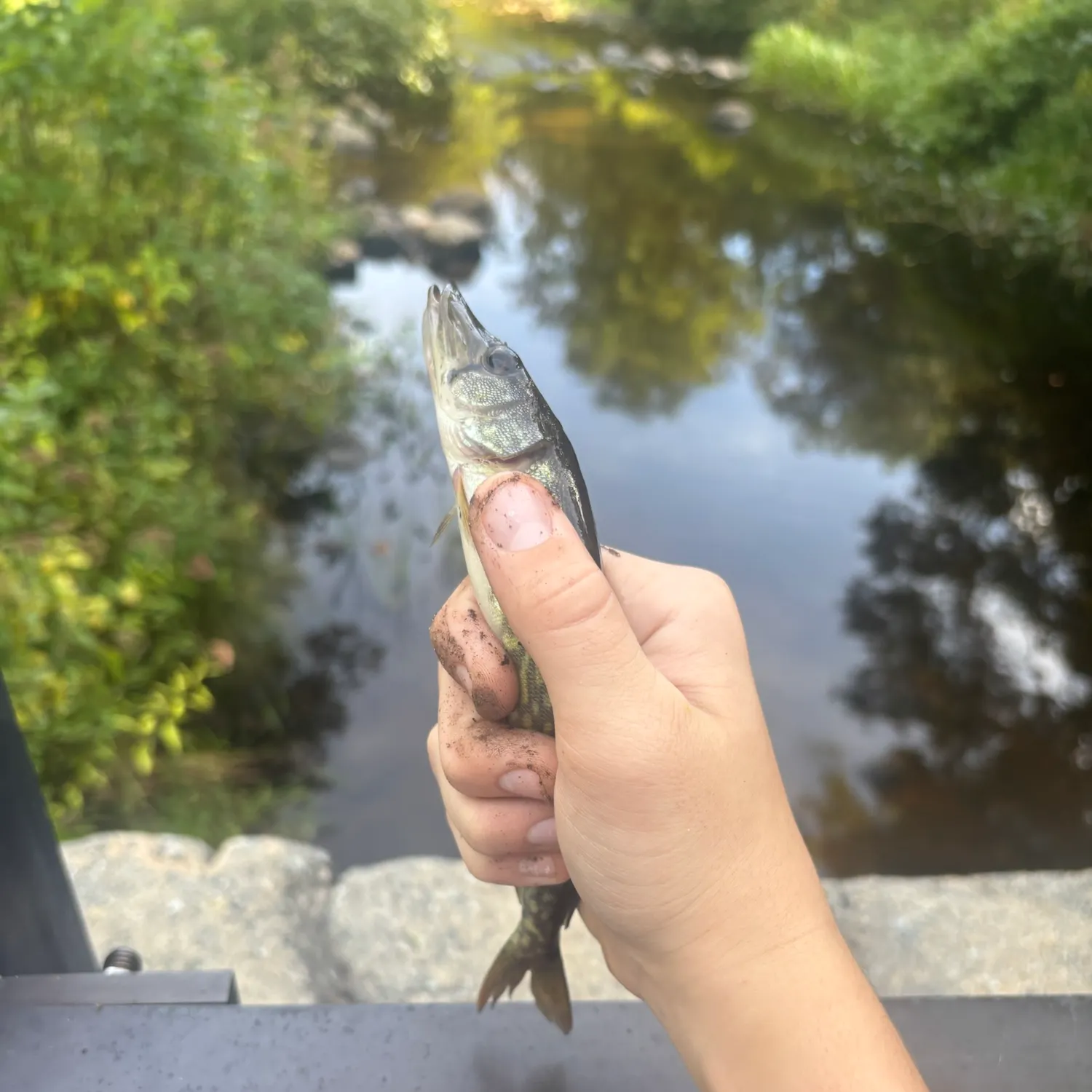 Chain pickerel caught on Fishbrain