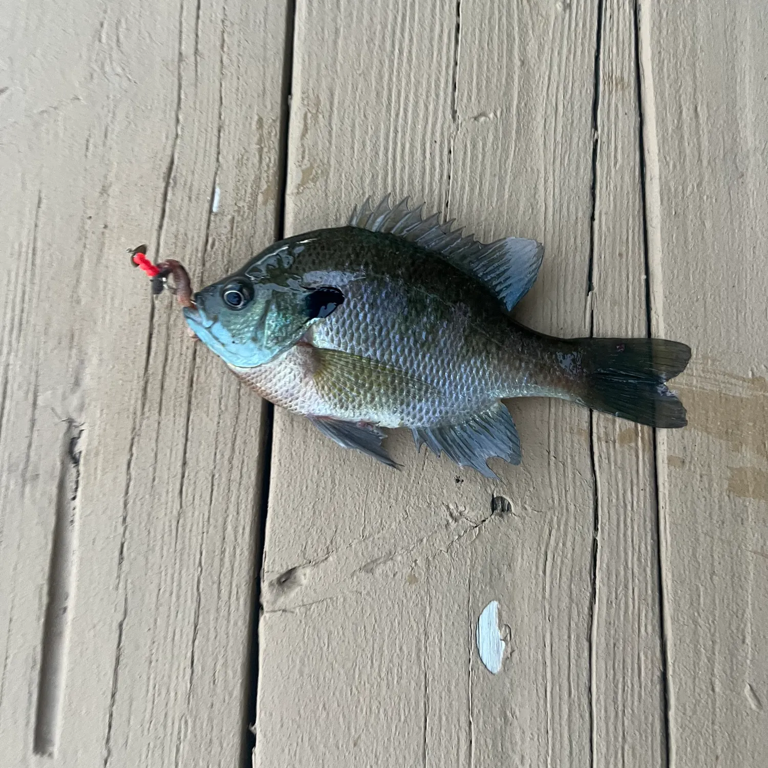 Bluegill caught on Fishbrain