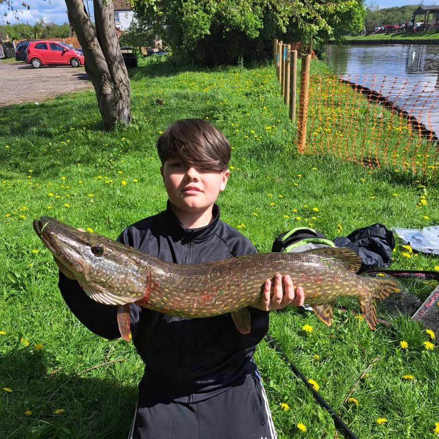 Northern pike caught on Fishbrain