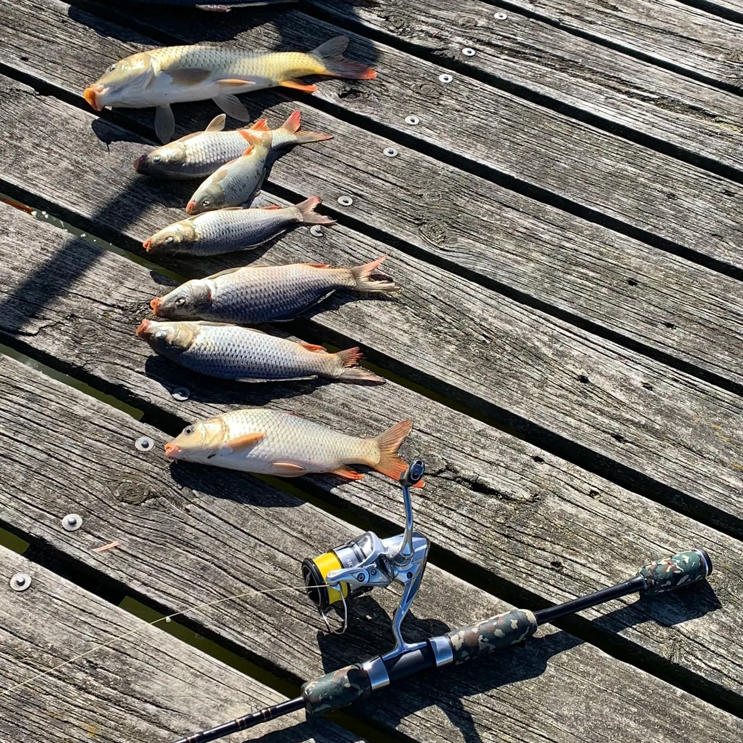 recently logged catches