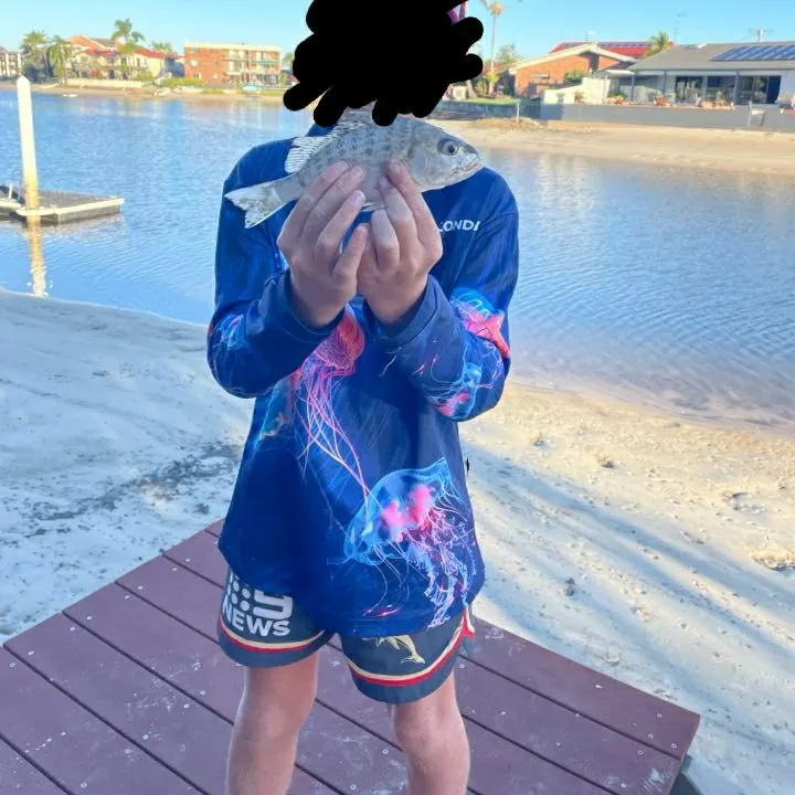 The most recent Javelin grunter catches on Fishbrain