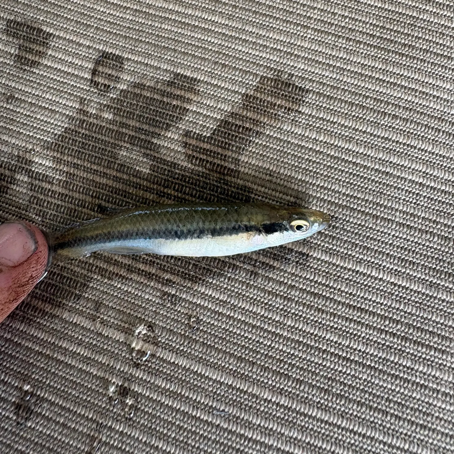 The most recent Blackstripe topminnow catches on Fishbrain