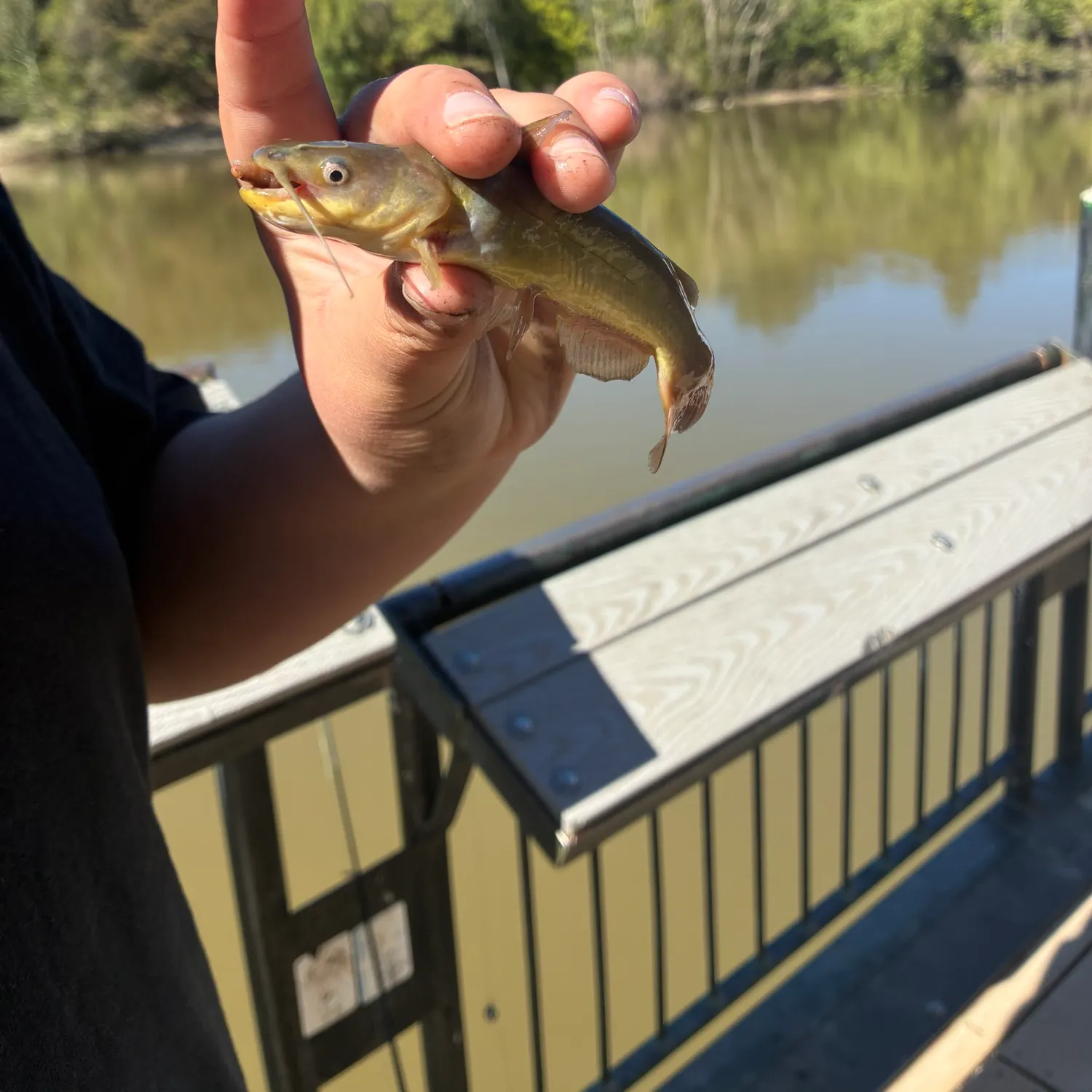 Yellow bullhead caught on Fishbrain