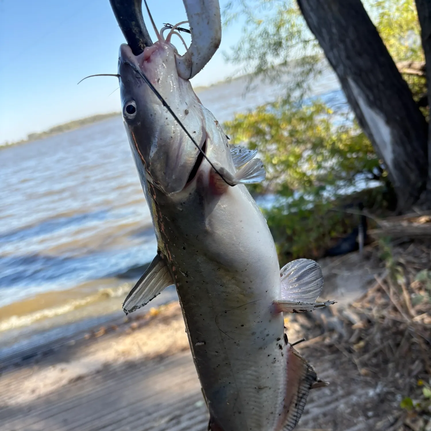 Channel catfish caught on Fishbrain