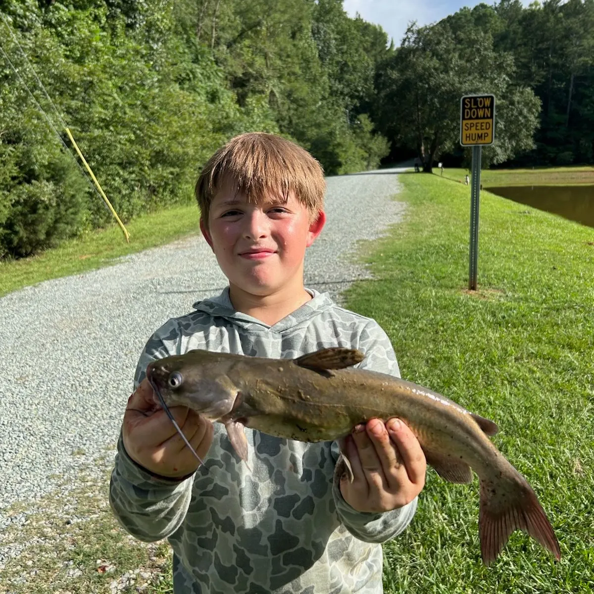 Channel catfish caught on Fishbrain
