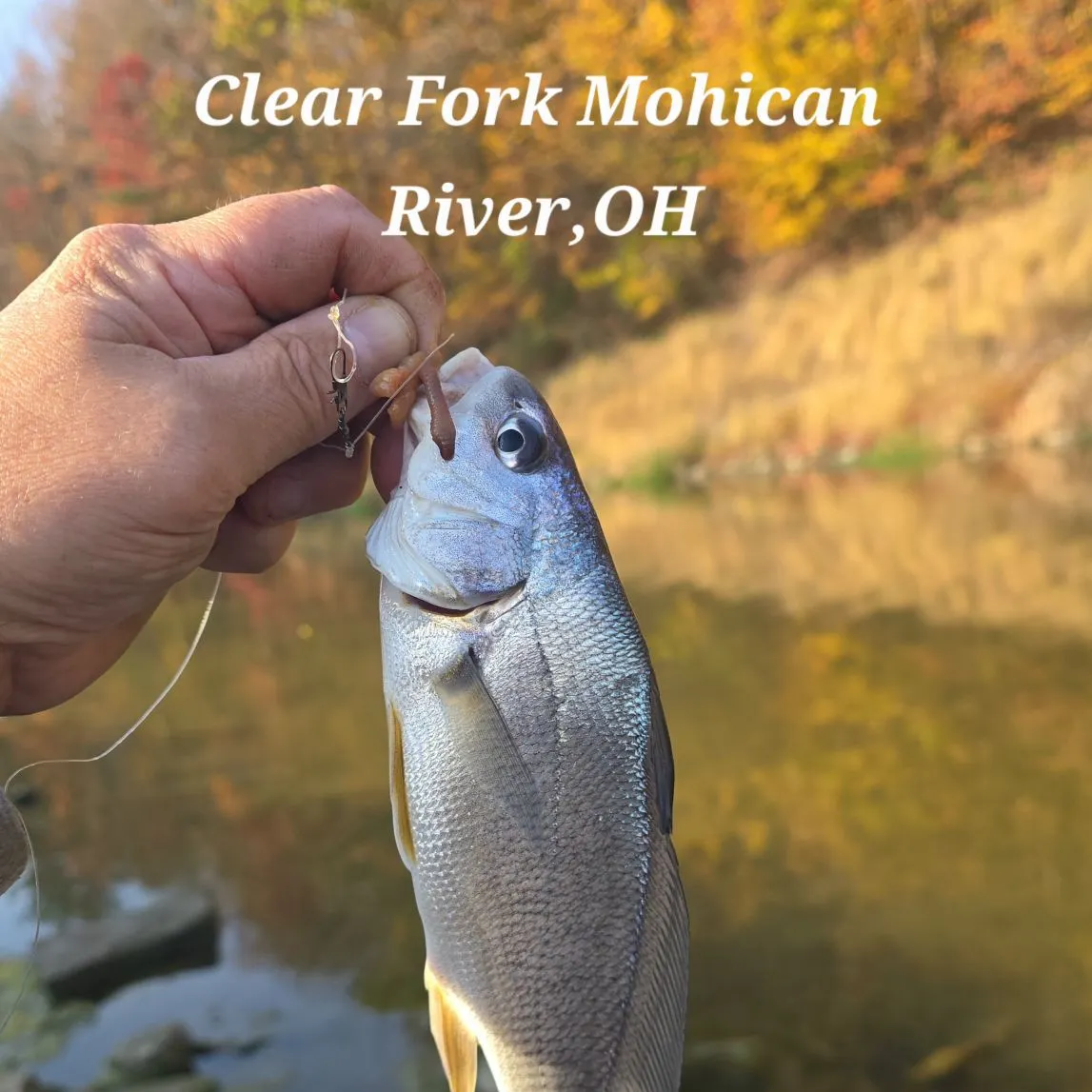 Freshwater drum caught on Fishbrain