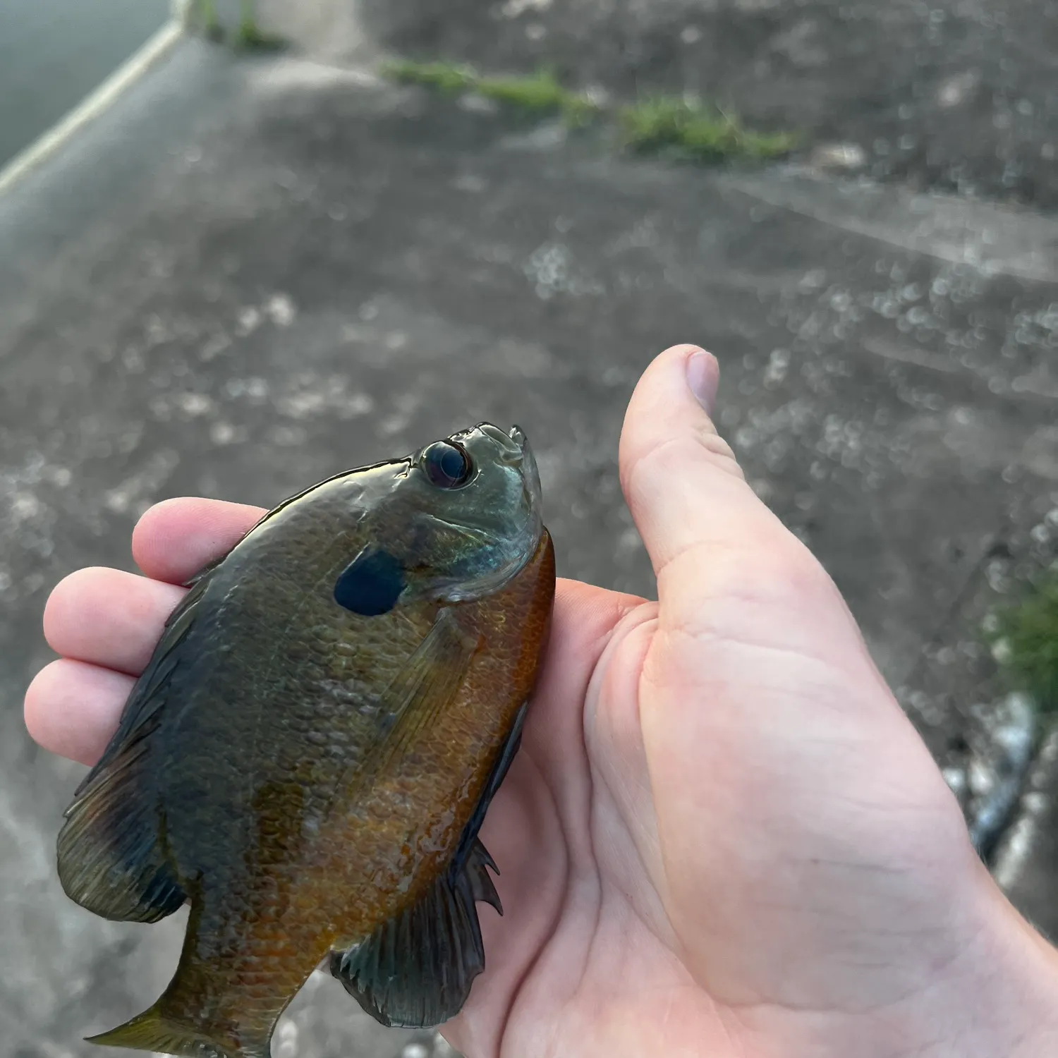 Bluegill caught on Fishbrain