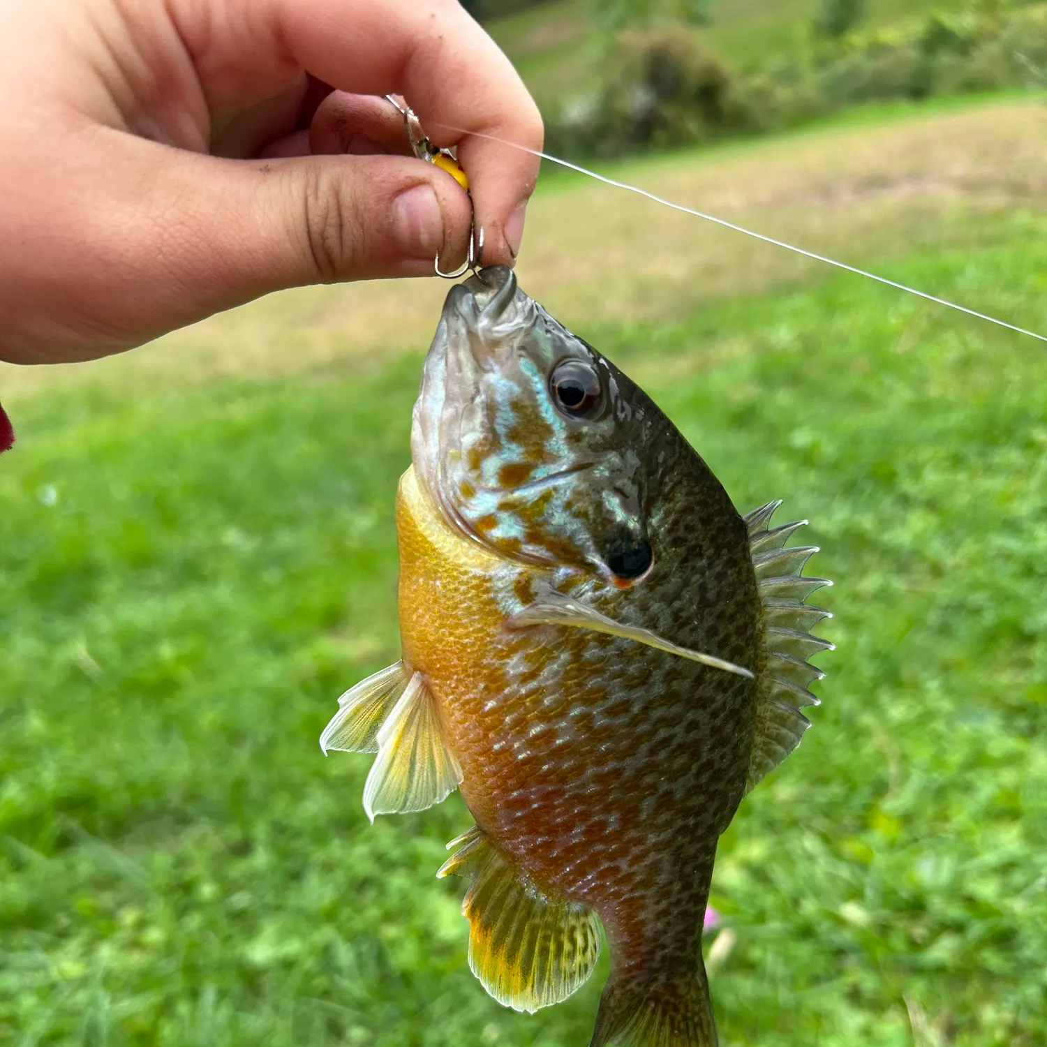 Fish caught on Fishbrain