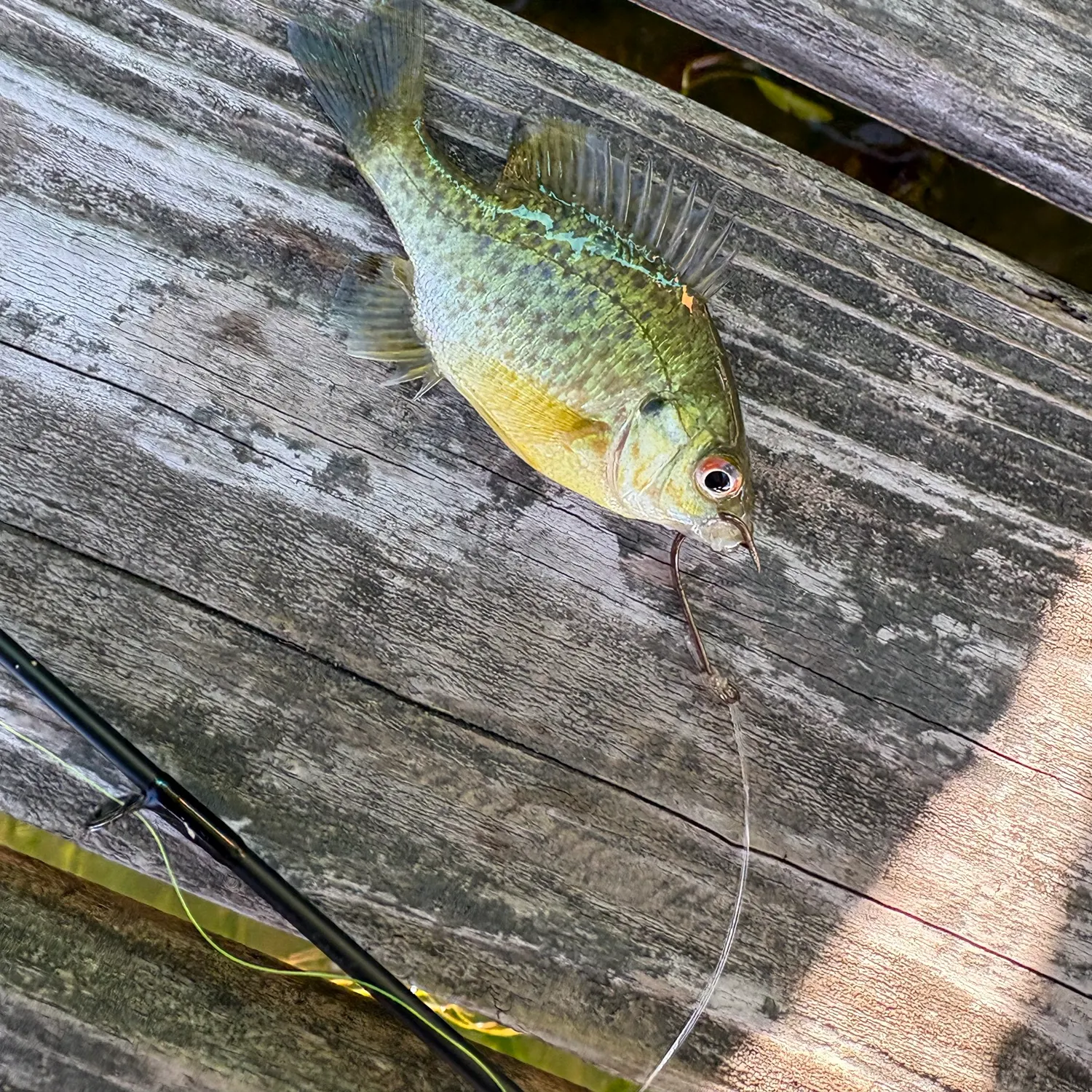 Bluegill caught on Fishbrain