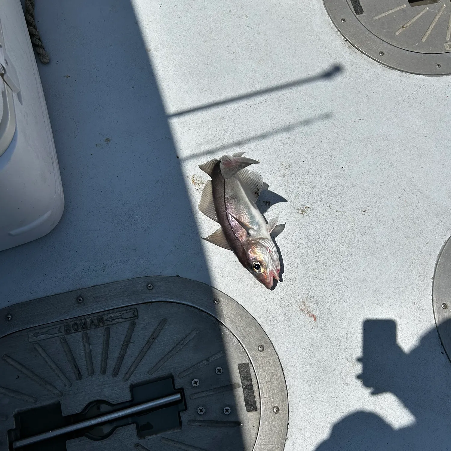 most liked catch image