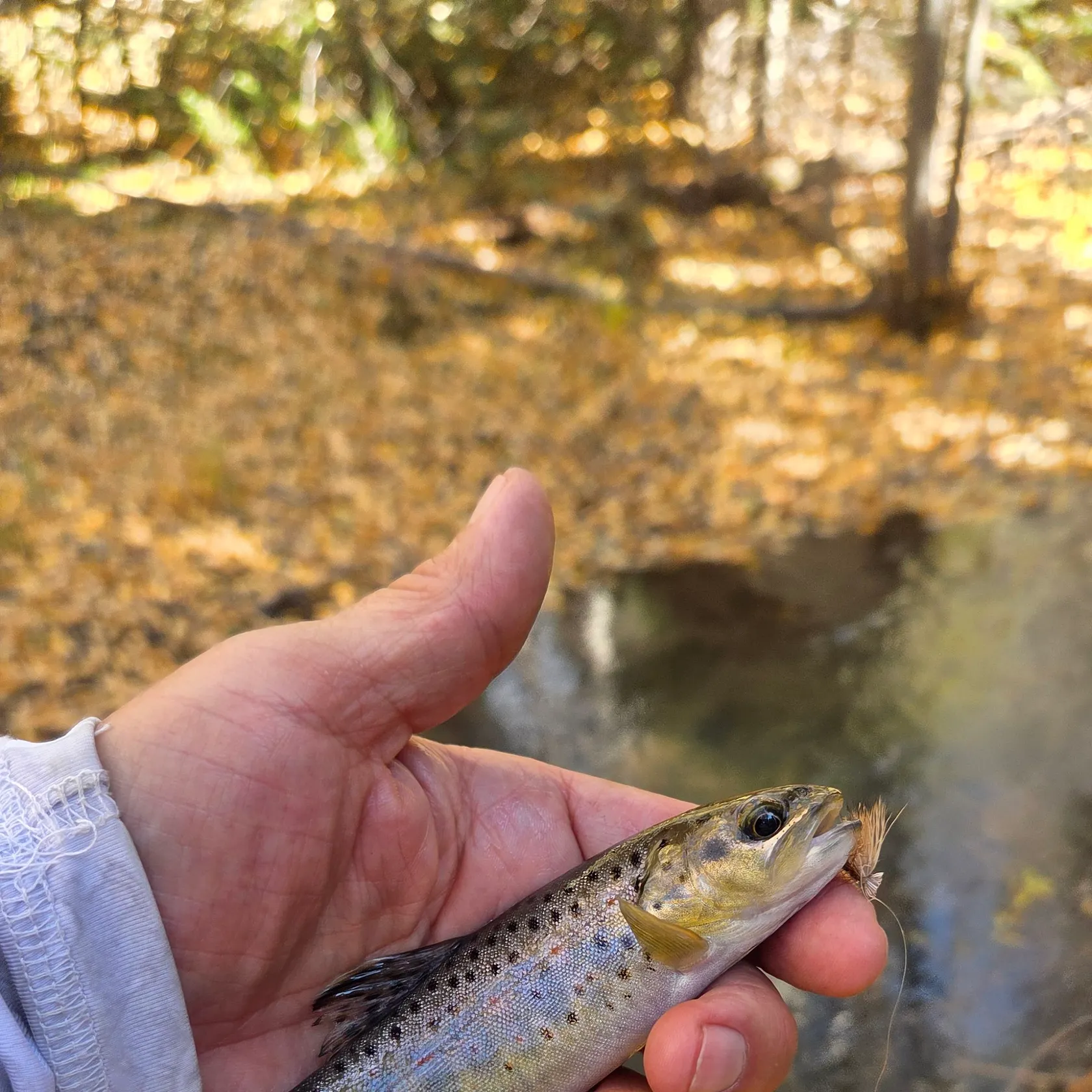 Brown trout caught on Fishbrain