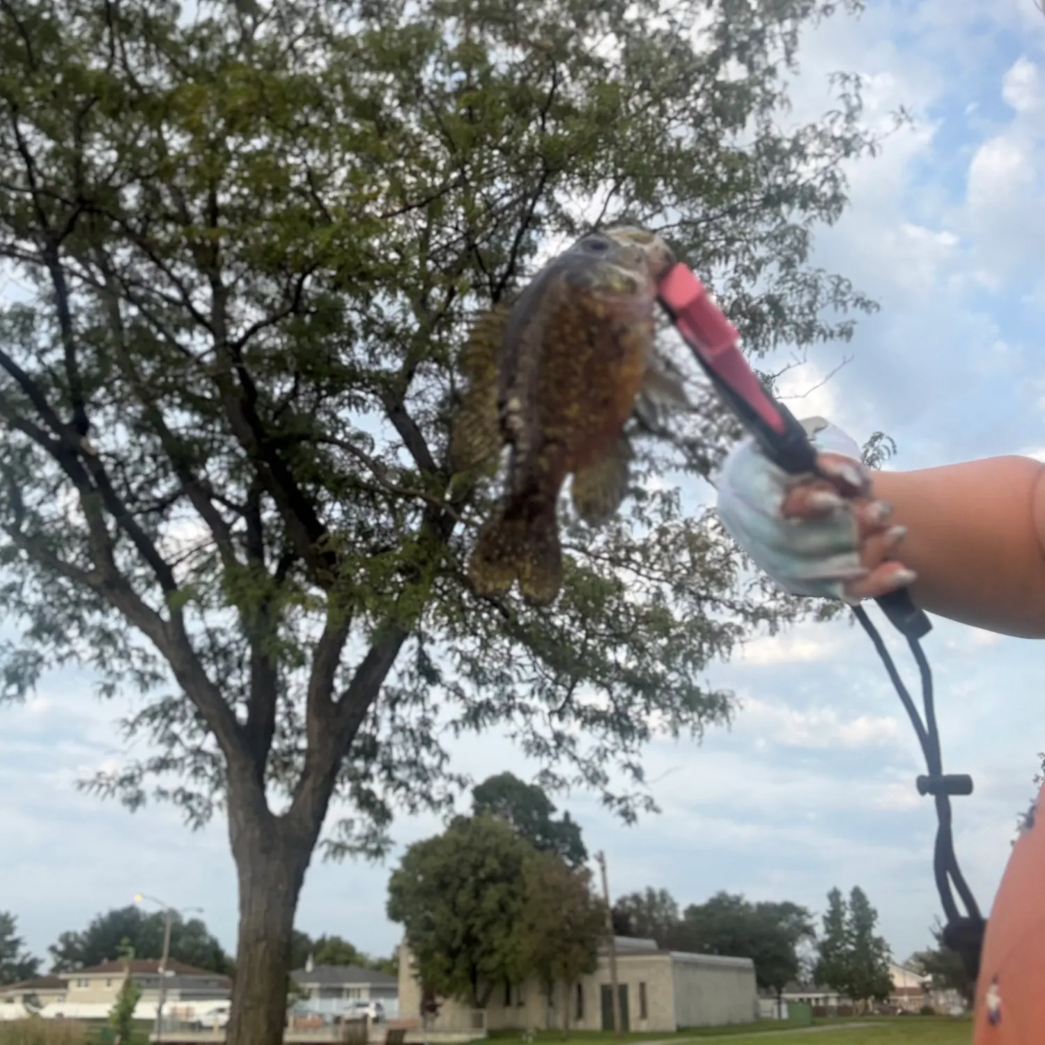 Warmouth caught on Fishbrain