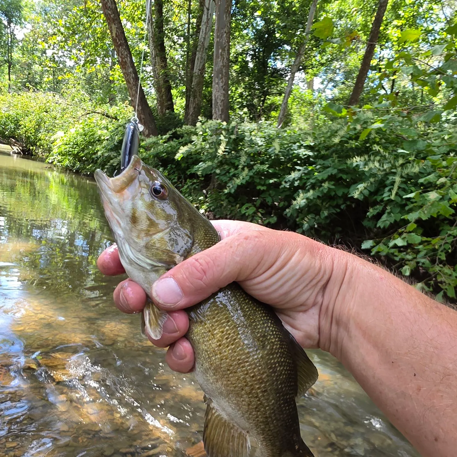 Smallmouth bass caught on Fishbrain