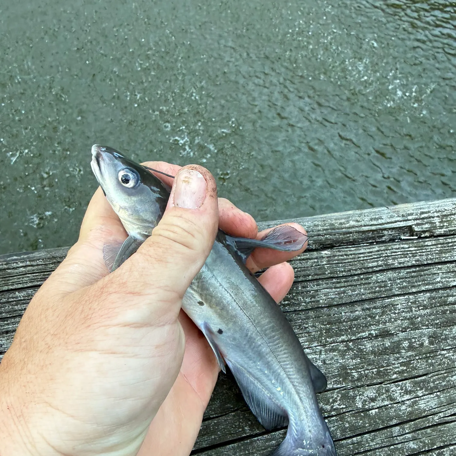 Channel catfish caught on Fishbrain