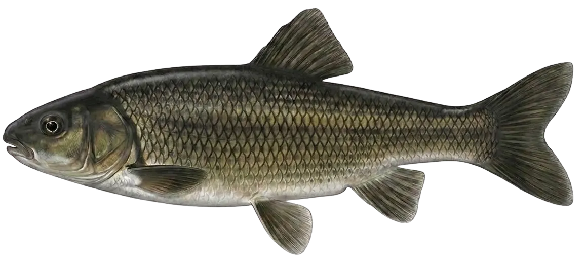Utah chub