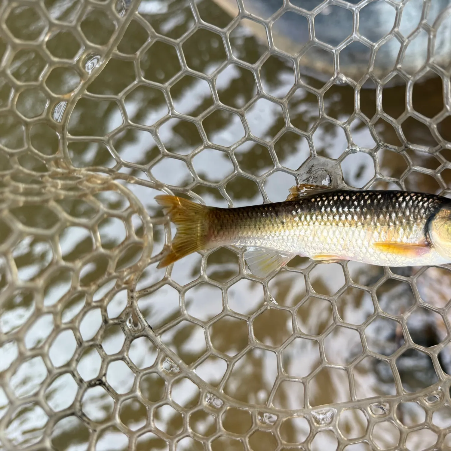 The most recent River chub catches on Fishbrain