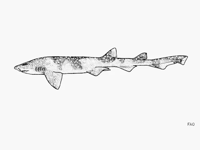 Yellowspotted catshark