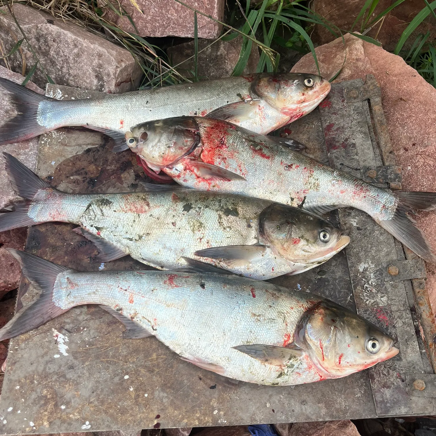 Bighead carp caught on Fishbrain