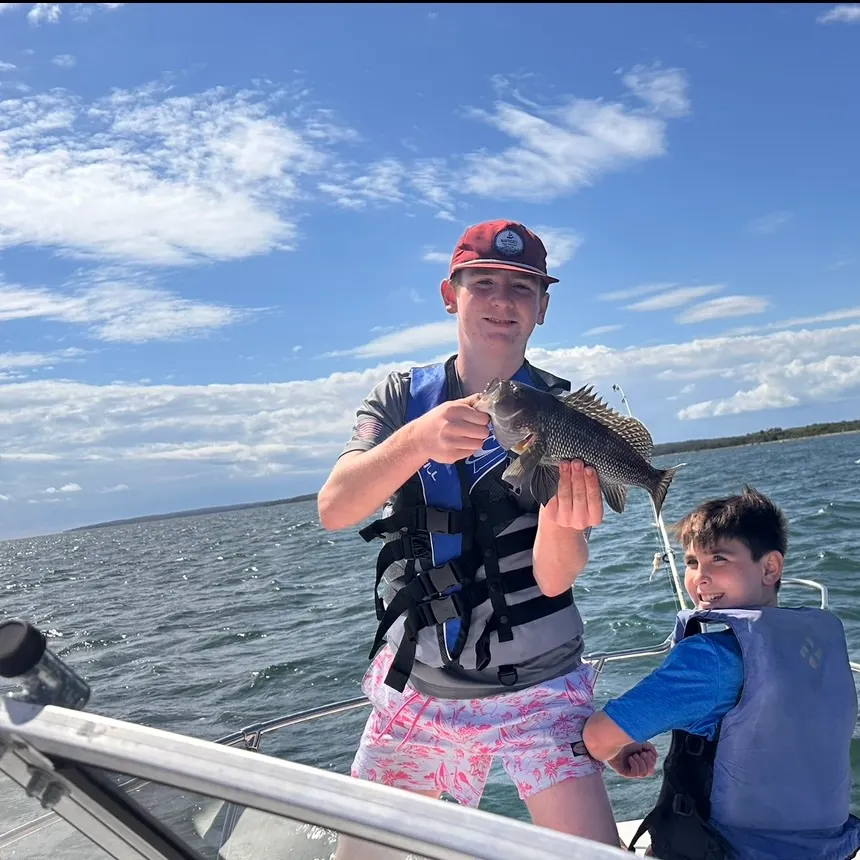Black sea bass caught on Fishbrain