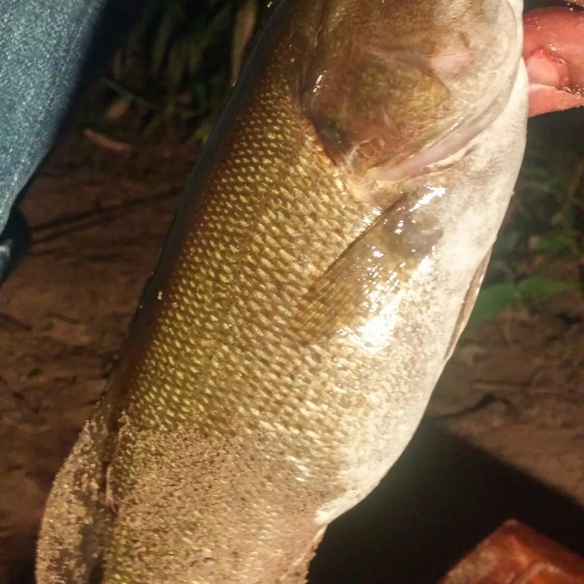 angler catch
