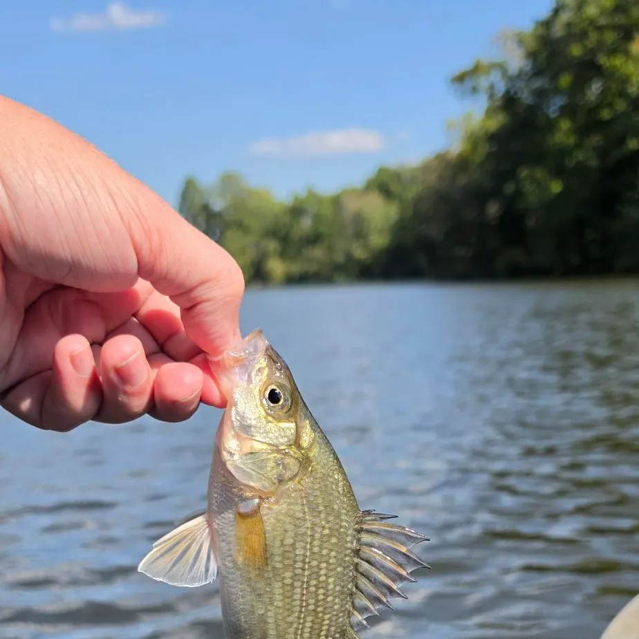 White perch caught on Fishbrain