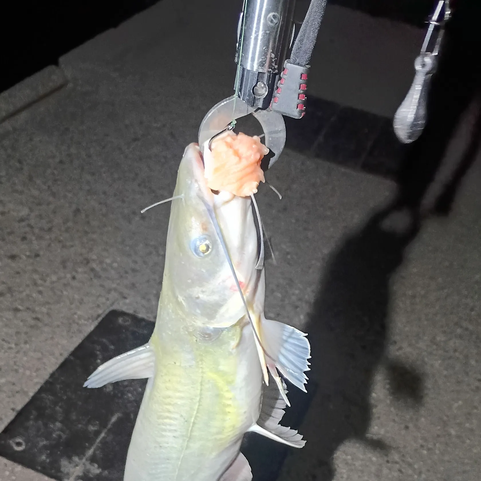 Channel catfish caught on Fishbrain