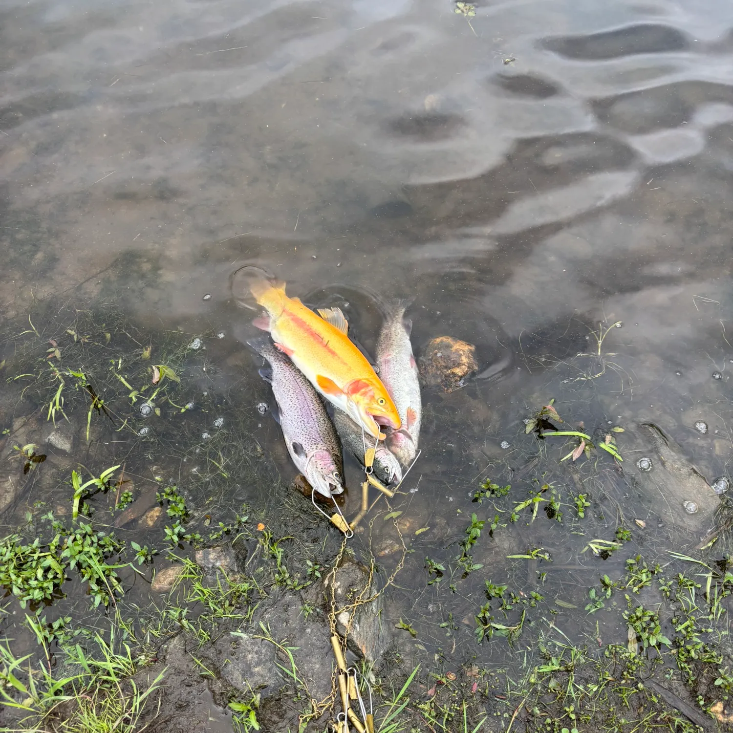 most liked catch image