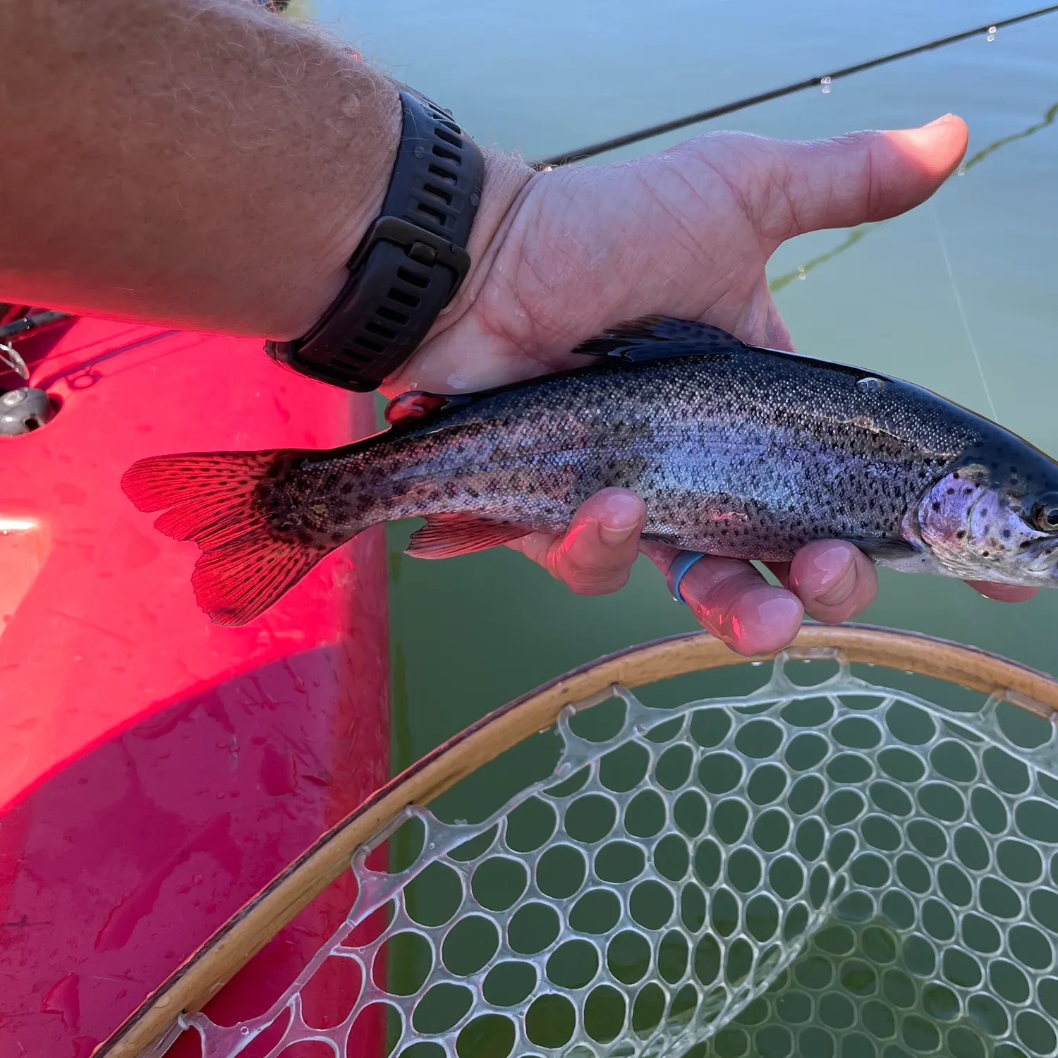 Rainbow trout caught on Fishbrain