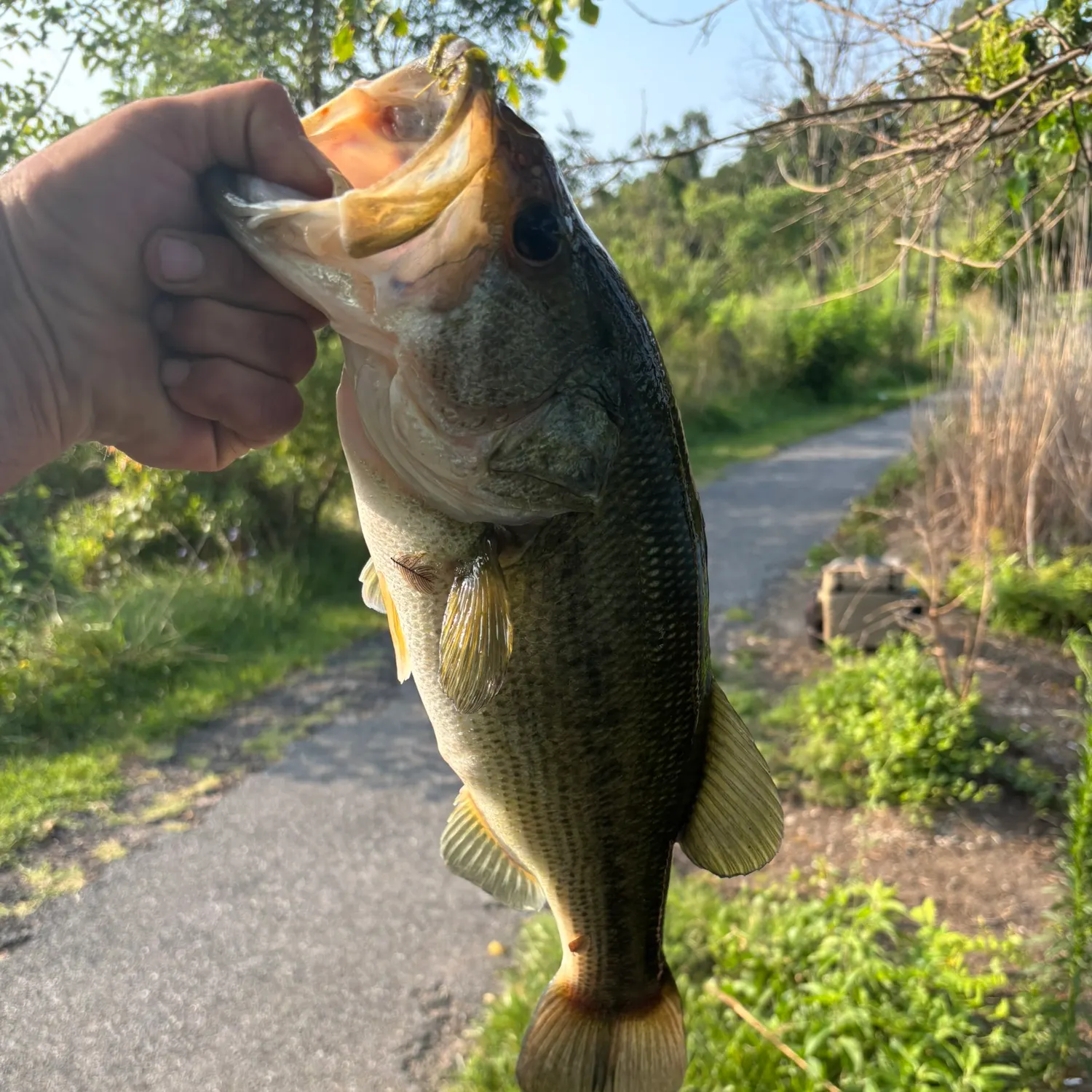 catch