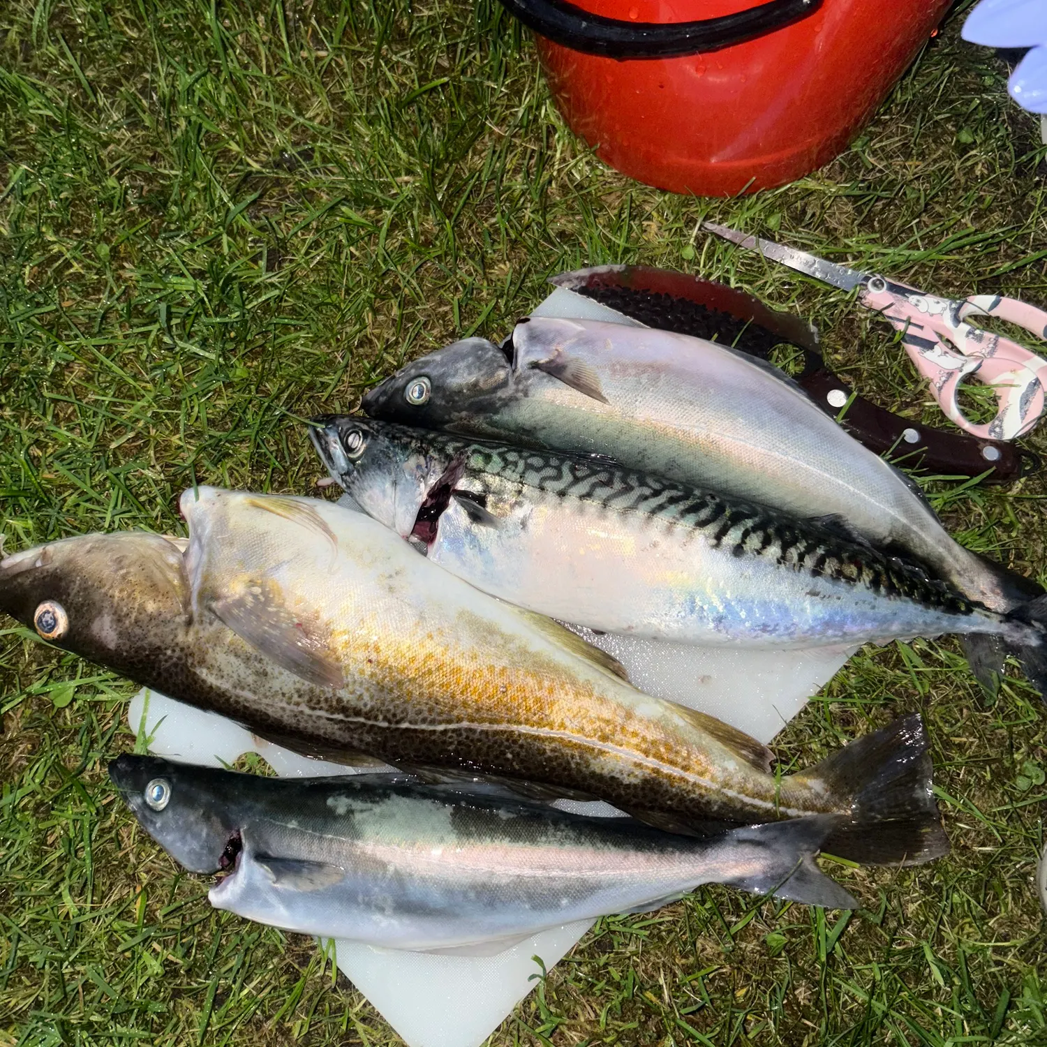 Atlantic mackerel caught on Fishbrain