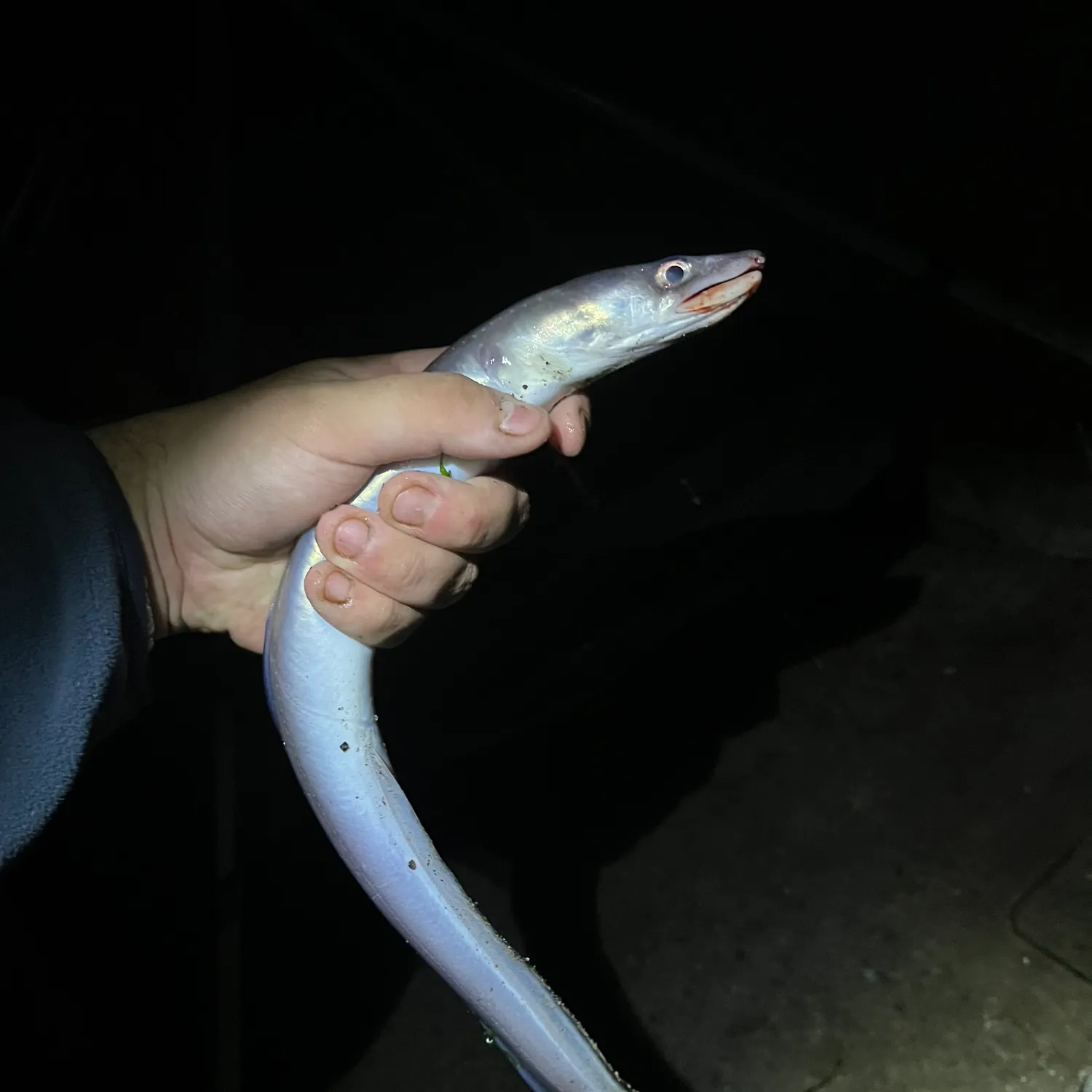 European conger caught on Fishbrain