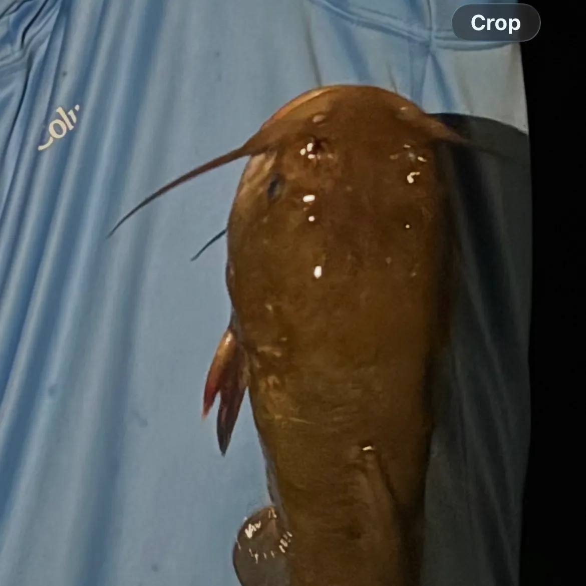 Yellow bullhead caught on Fishbrain