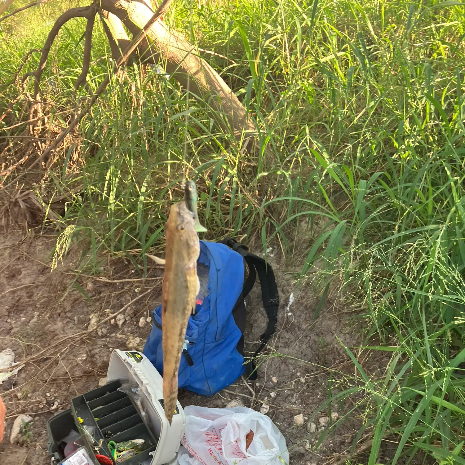 The most recent Bigmouth sleeper catches on Fishbrain