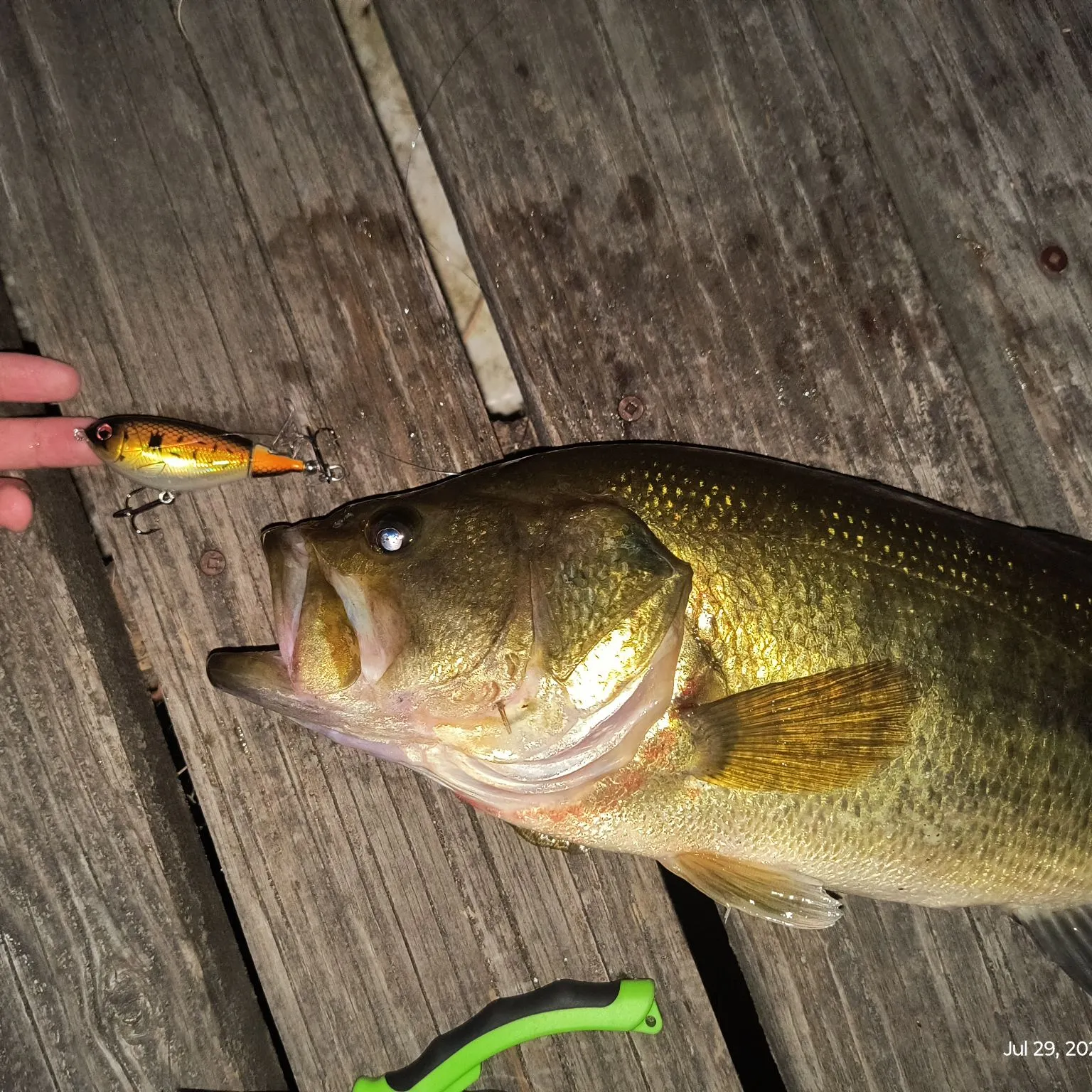 recently logged catches