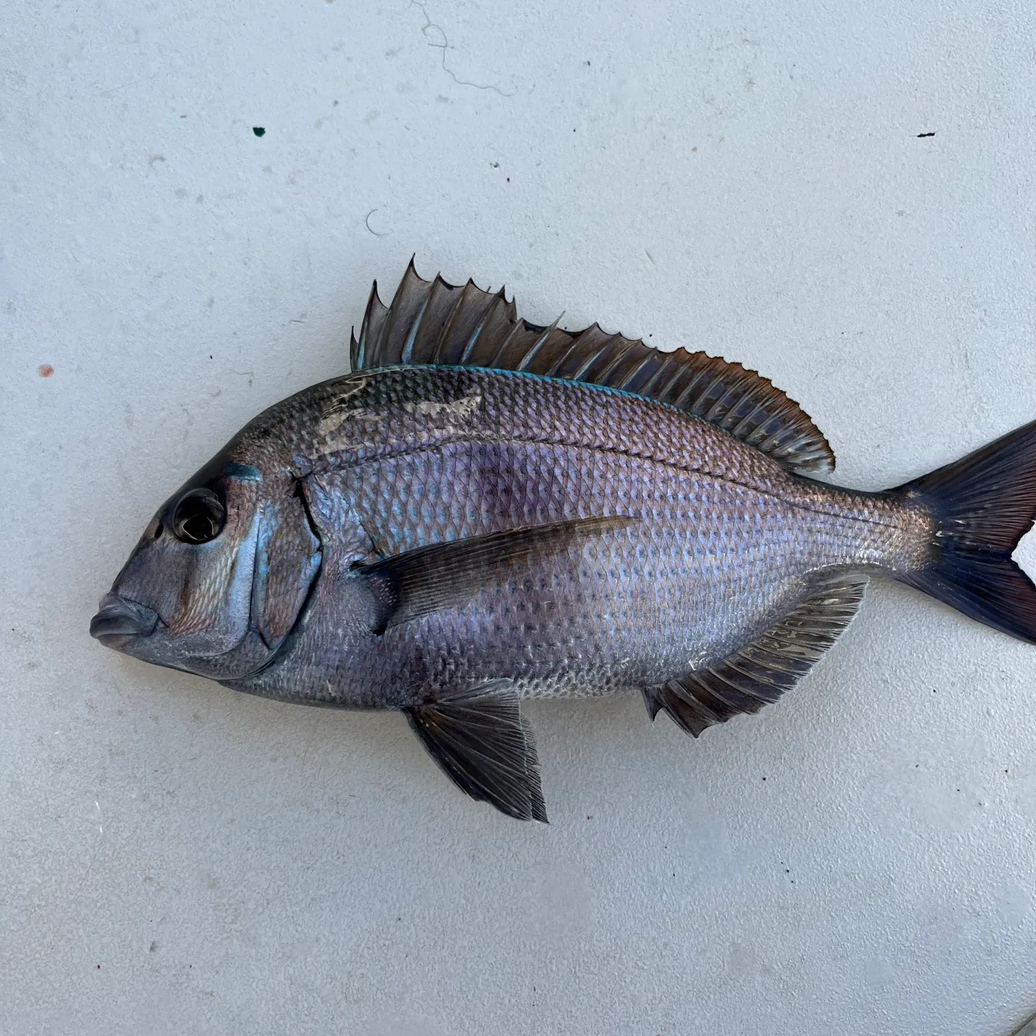Scup caught on Fishbrain