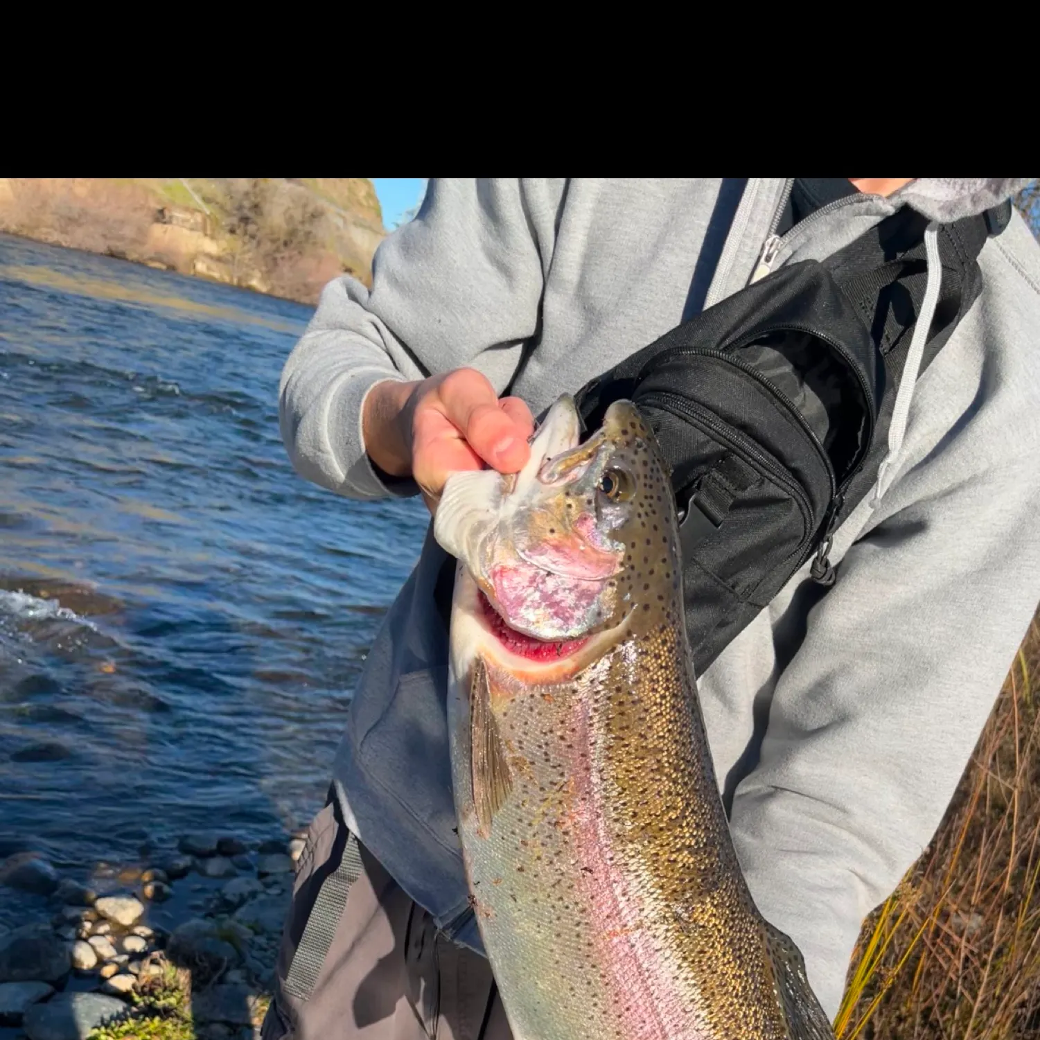 The most recent Dwarf goonch catches on Fishbrain