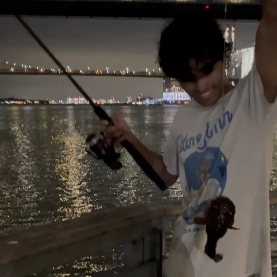 Oyster toadfish caught on Fishbrain
