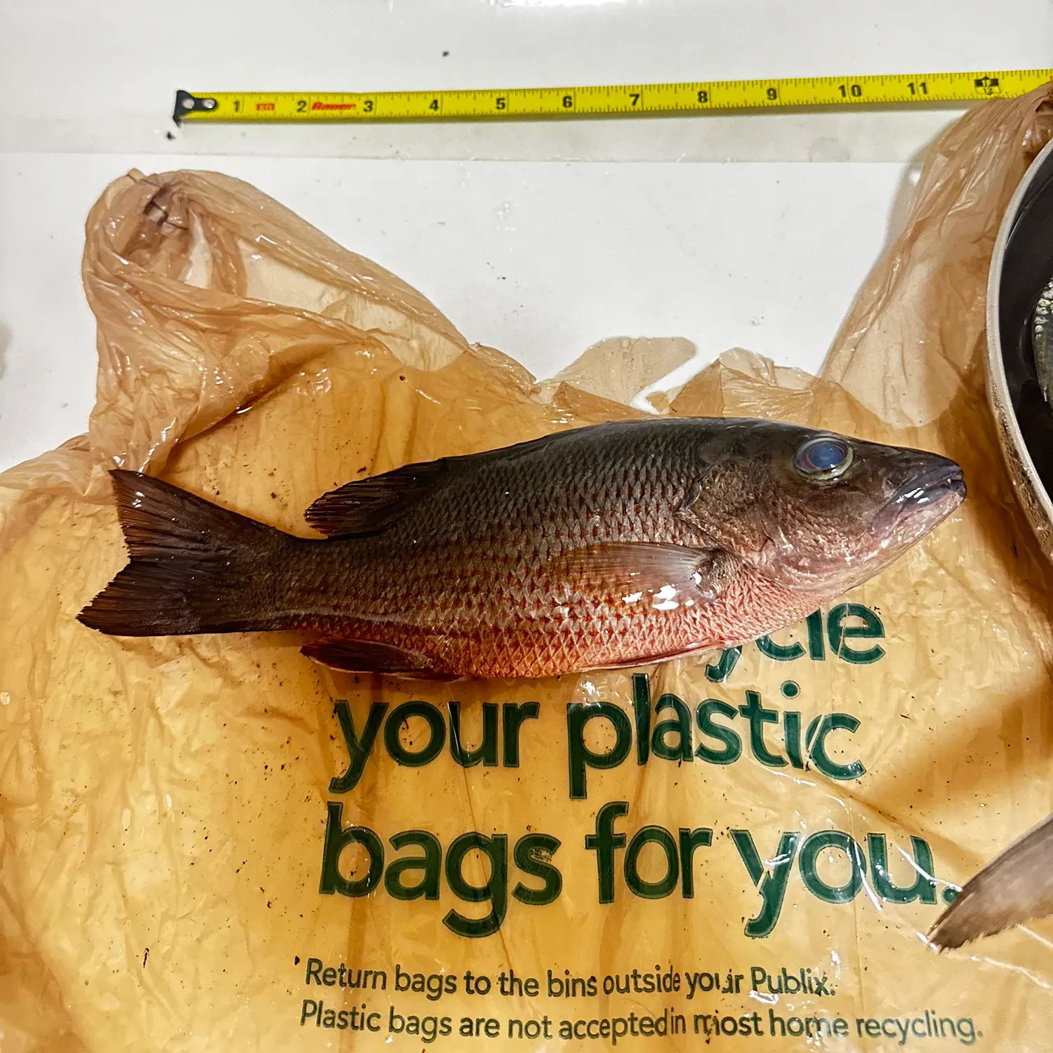 The most recent Mangrove snapper catches on Fishbrain