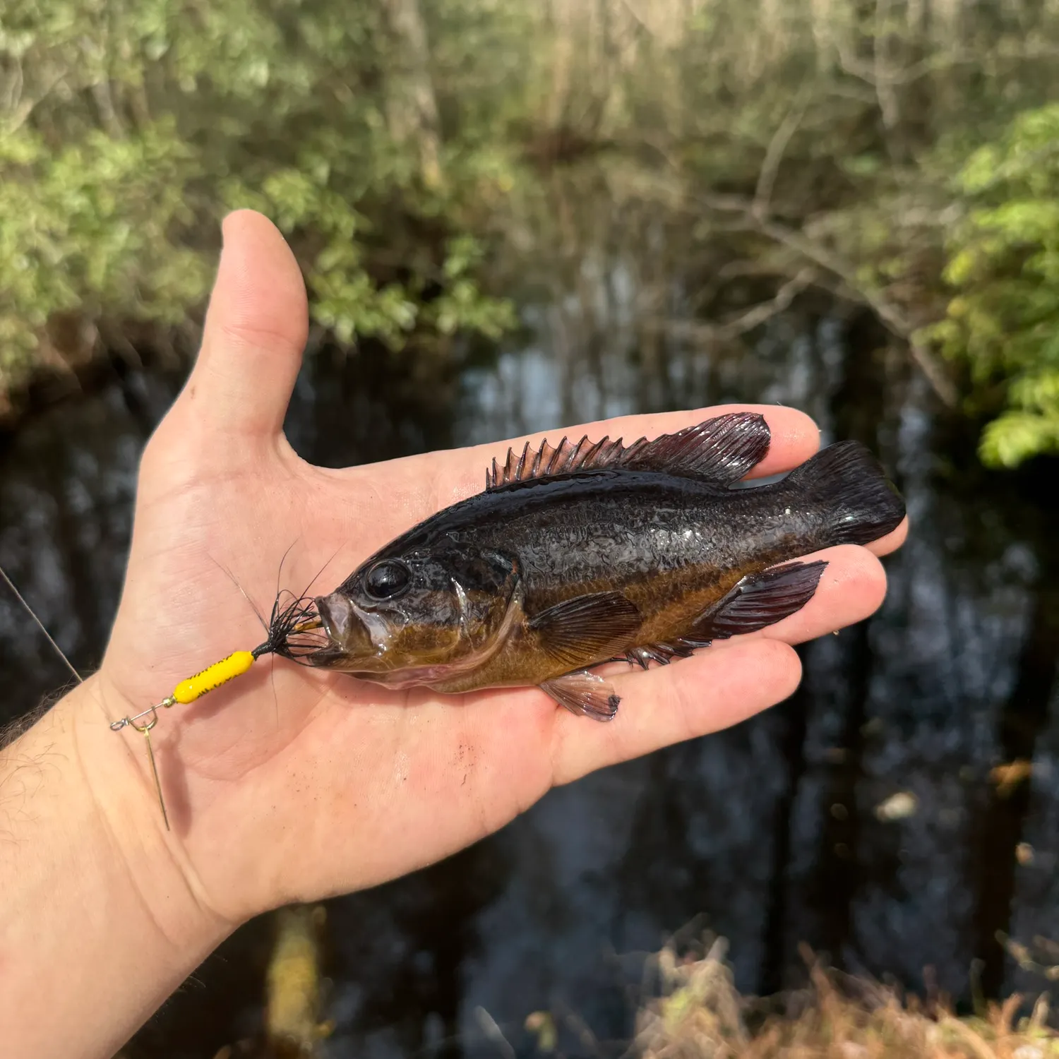 The most recent Mud sunfish catches on Fishbrain