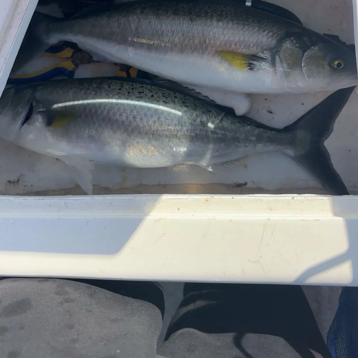 Eastern Australian salmon caught on Fishbrain