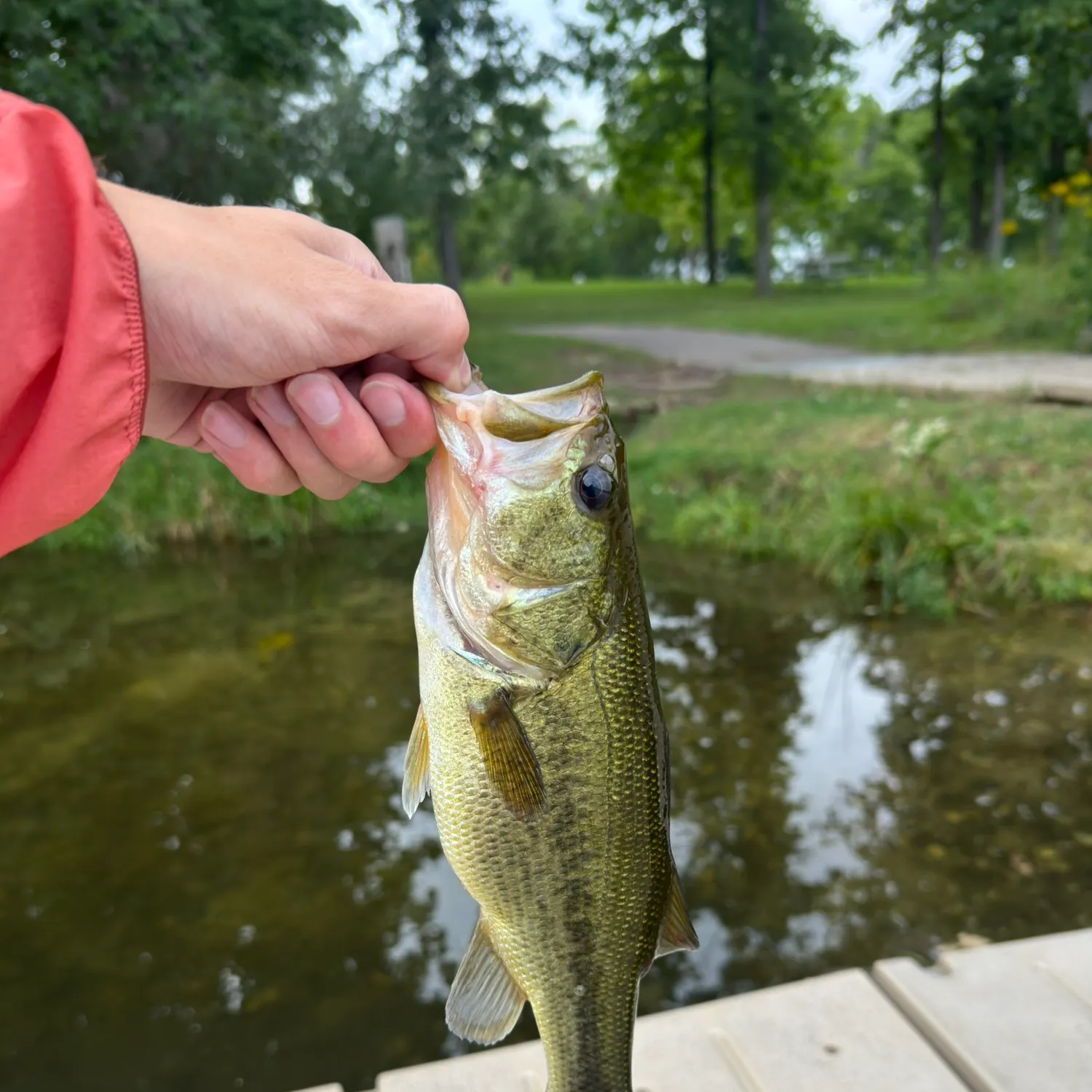 Largemouth bass caught on Fishbrain