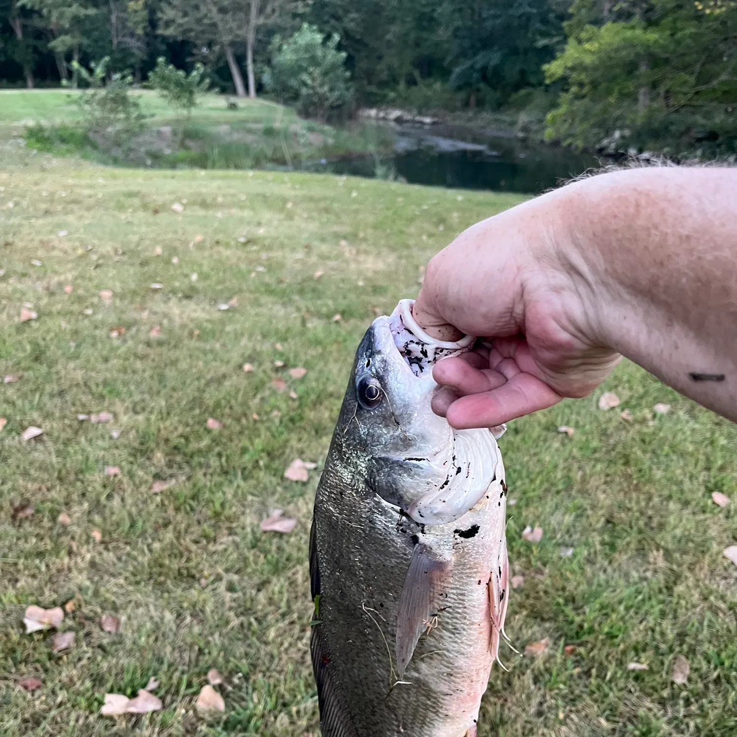 Freshwater drum caught on Fishbrain