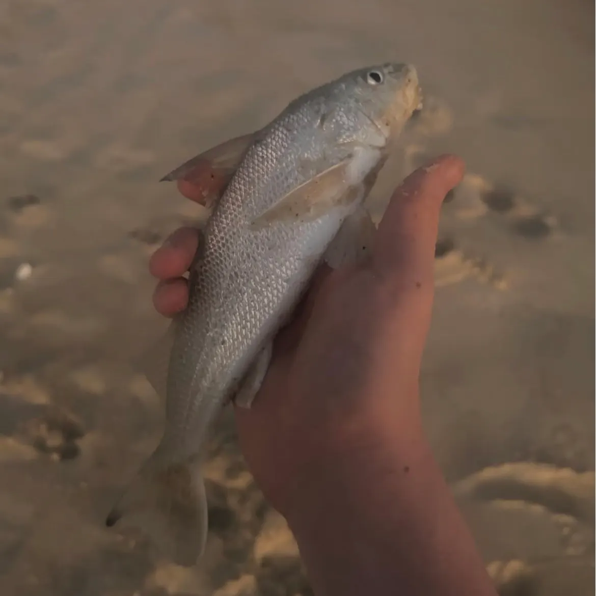 The most recent Gulf kingcroaker catches on Fishbrain