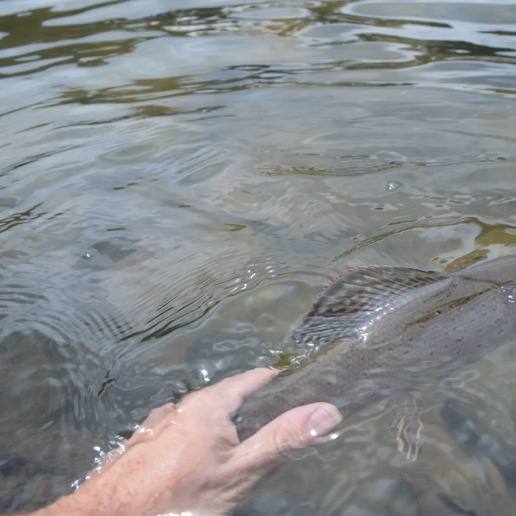 The most recent Arctic grayling catches on Fishbrain