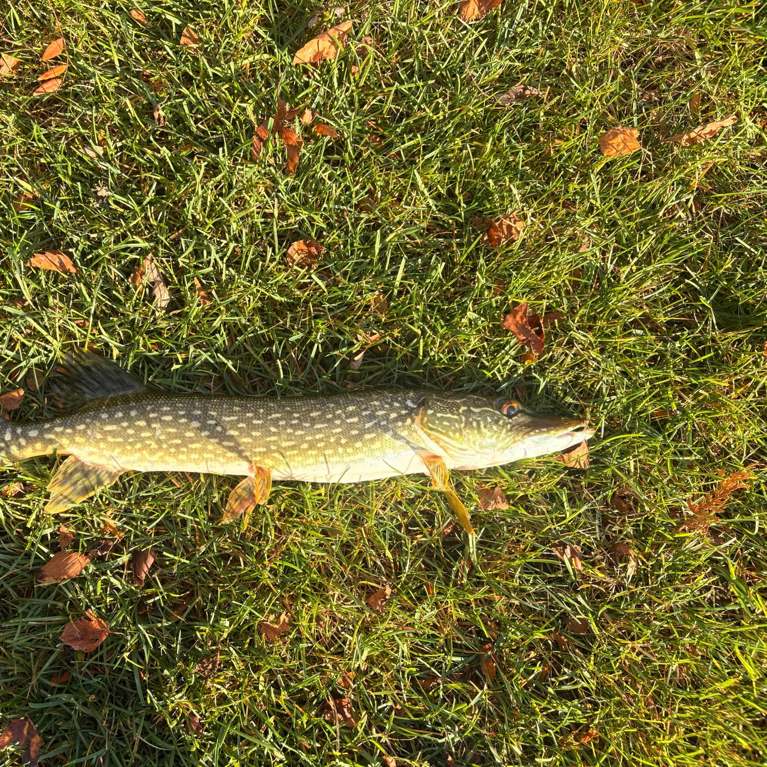 Northern pike caught on Fishbrain