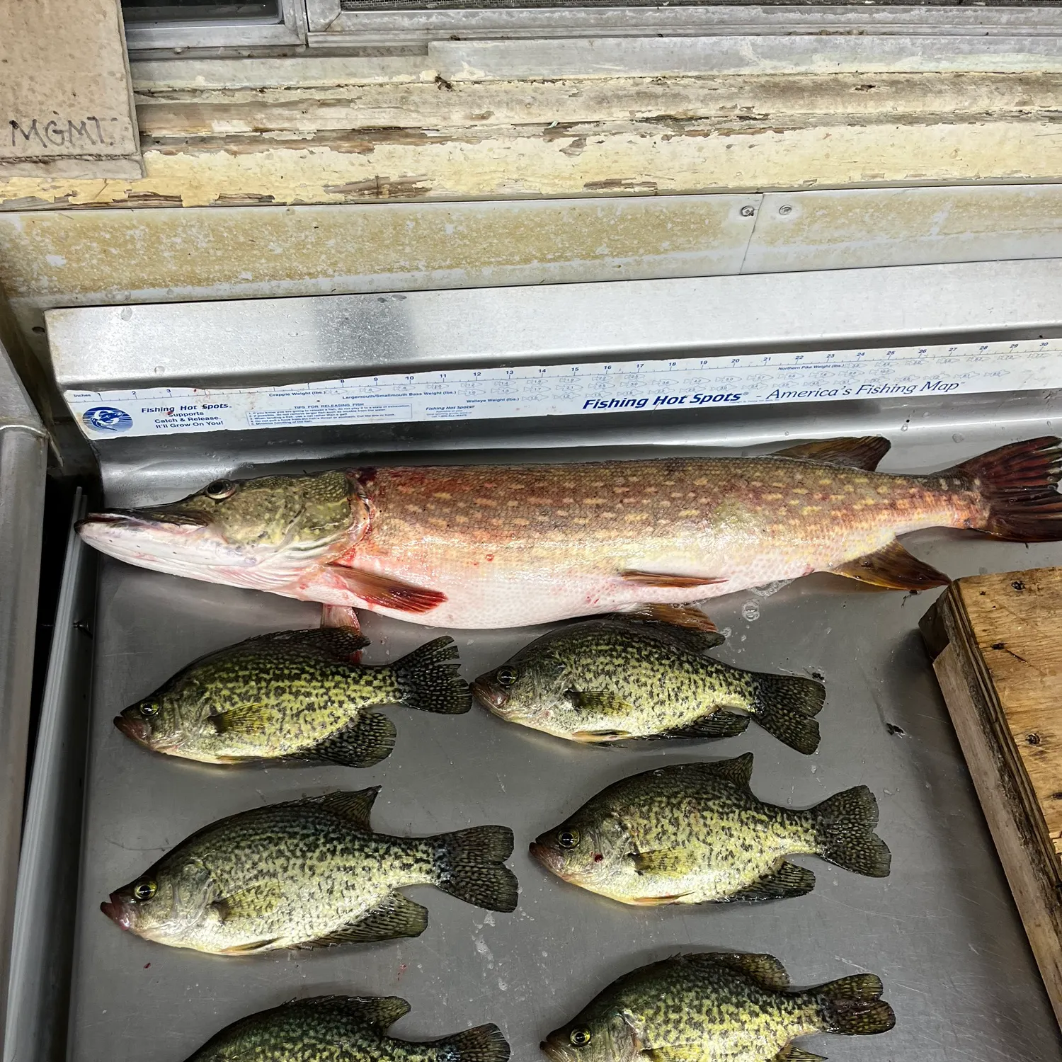 recently logged catches