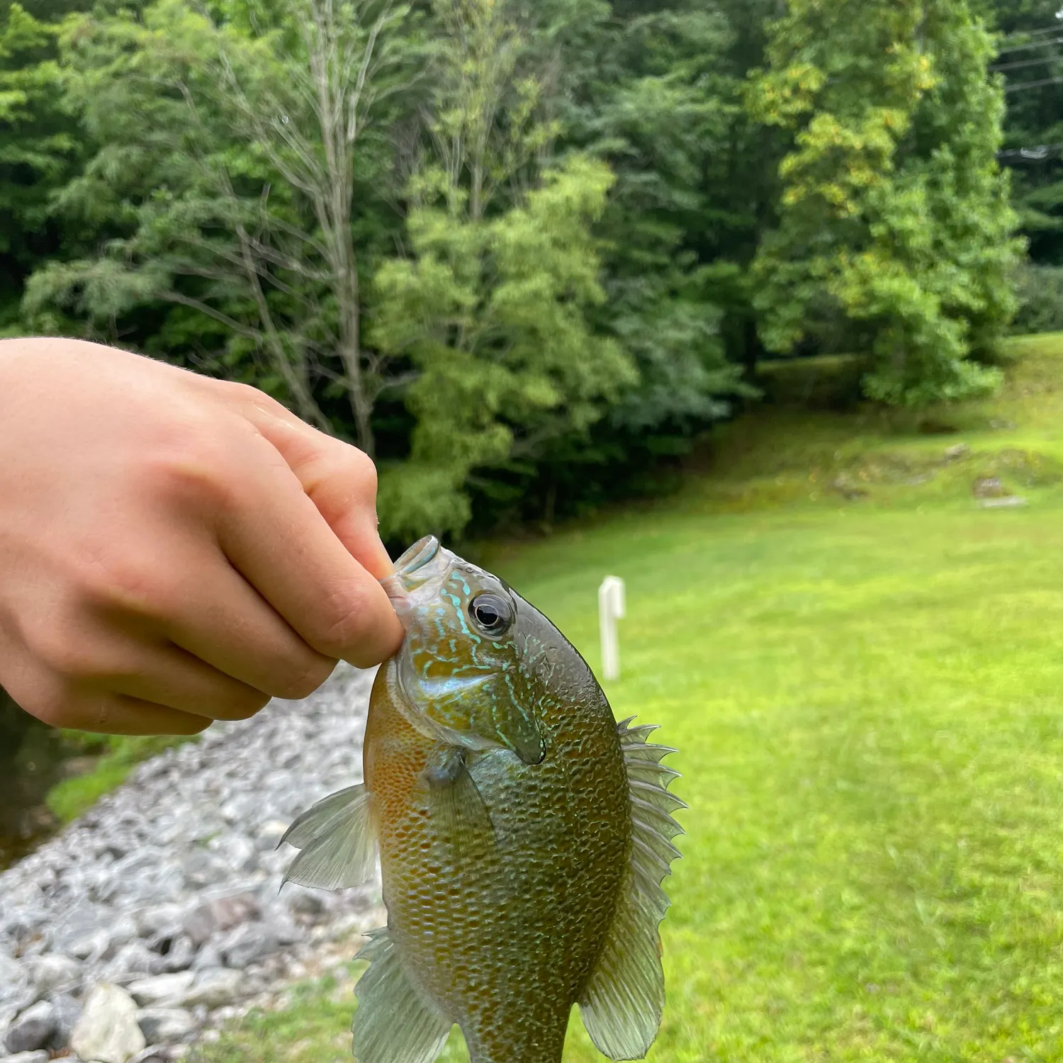 Bluegill caught on Fishbrain